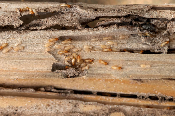 Best Rat Extermination Near Me  in Red Oak, NC