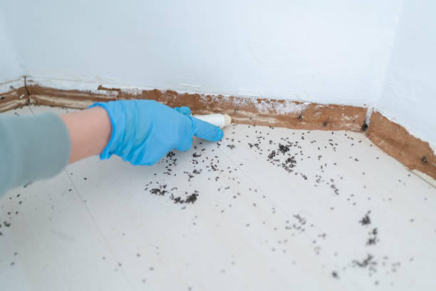 Best Wasp Removal Services  in Red Oak, NC